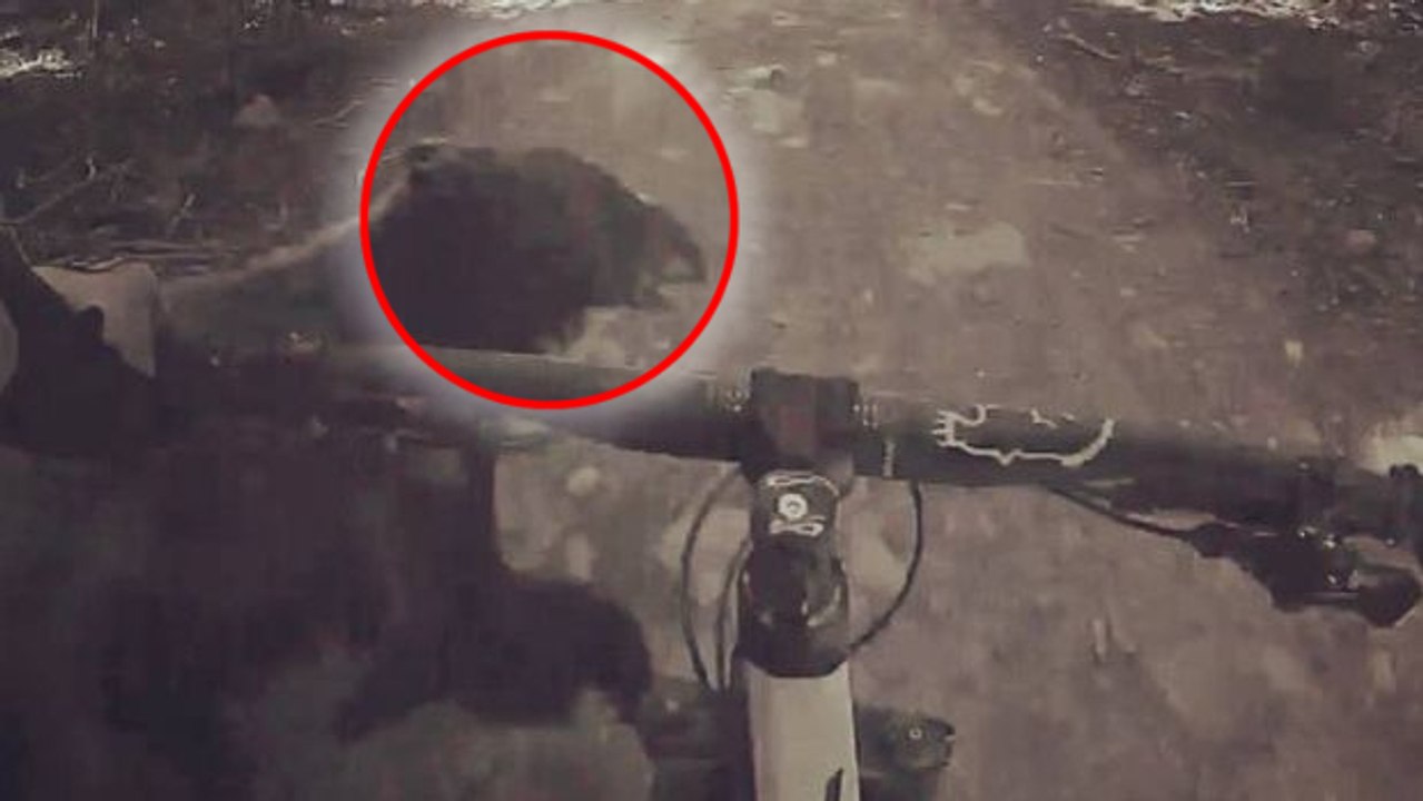 VTT : Davis Souza percute un ours en pleine descente !