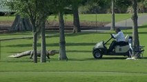 Un alligator à trois pattes parcourt le green en plein tournoi de golf