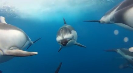 Nagez avec les dauphins comme si vous y étiez avec GoPro !