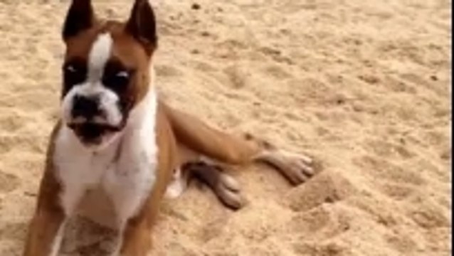 Regardez la réaction étonnante de ce chien qui mange du citron !