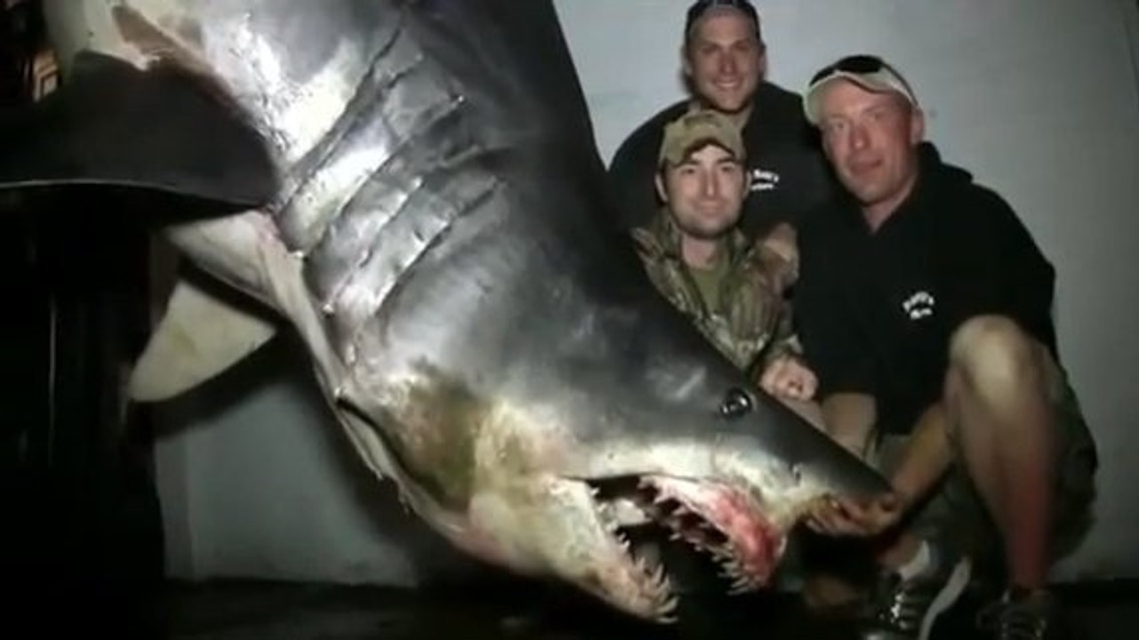 Record : le plus gros requin mako du monde pêché au large de Los Angeles !