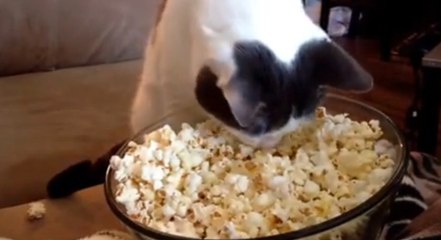 Ce chat se régale en mangeant... un paquet de pop-corn !