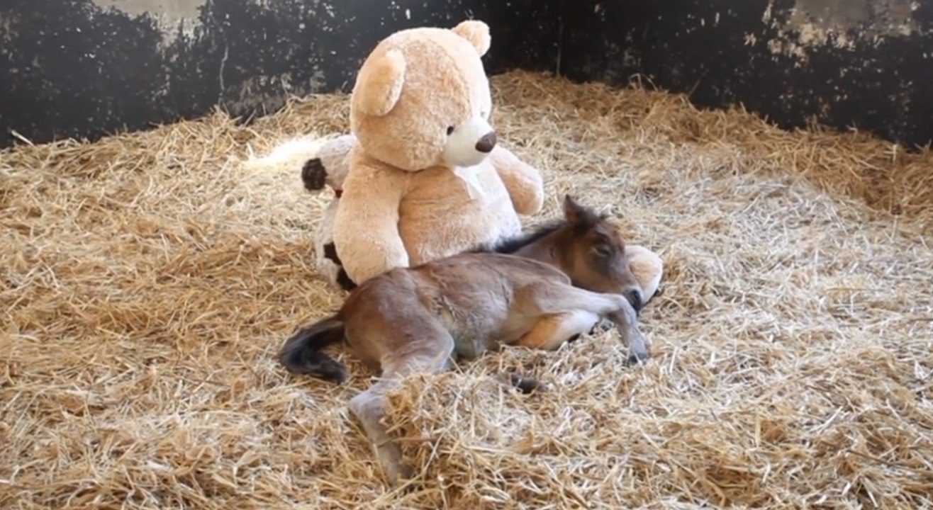 Ce  poulain orphelin a trouvé du réconfort dans les bras d'un ours en peluche