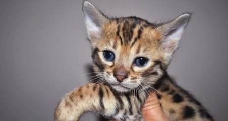 Le premier bar à chats va ouvrir ses portes à Paris