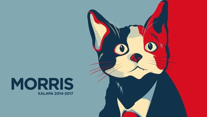 Morris le chat, candidat en lice pour devenir maire au Mexique !