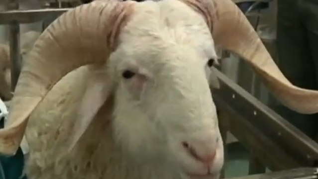 Après une opération révolutionnaire, ce mouton vit avec un coeur artificiel