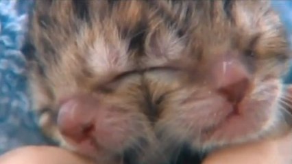 Duecy est un chaton né avec deux têtes !