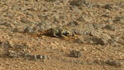 Mars : un lézard vivant photographié par Curiosity et la NASA ?