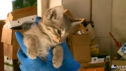 Ce chat a fait plus de 1500 kilomètres caché dans le moteur d'une voiture !