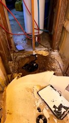 Home Remodel Uncovers Snakes in the Bathroom