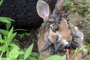 Doté de cornes, ce lapin fait le tour du web