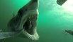 Une attaque de requin mako filmée en caméra embarquée