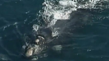 Un surfeur australien se fait assommer par une baleine