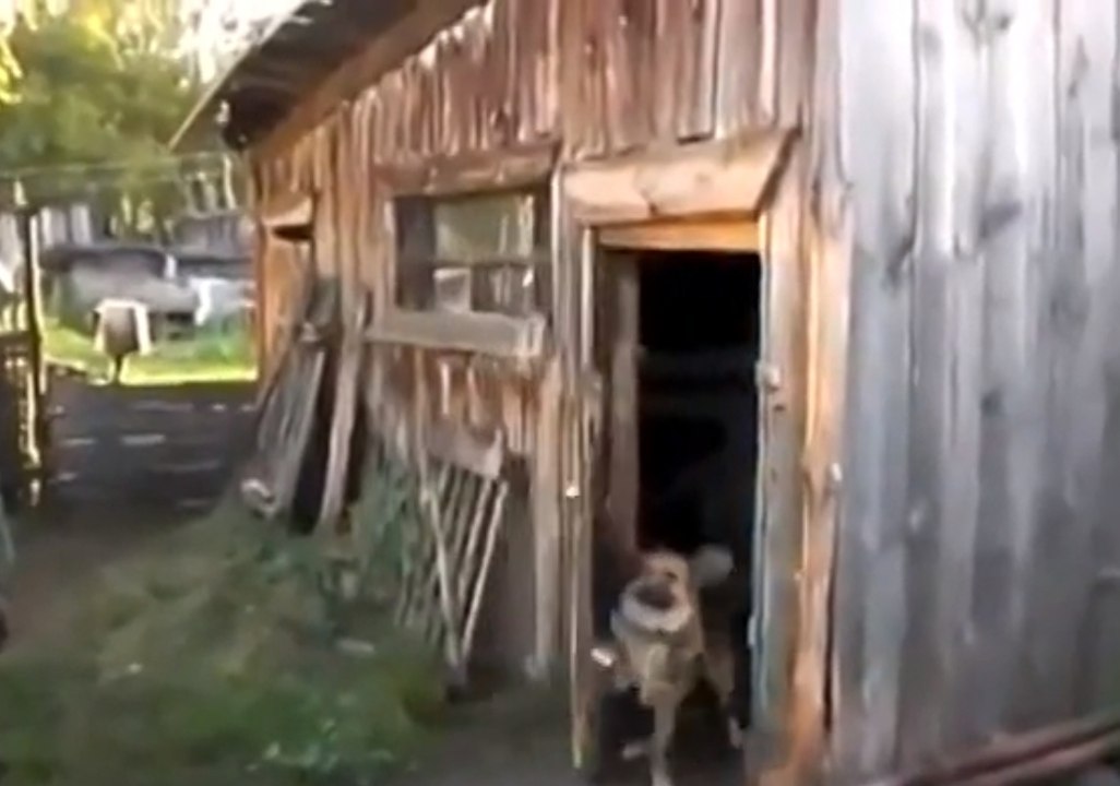 Ce chien ne veut vraiment pas aller prendre son bain!