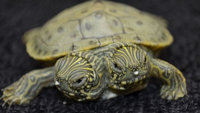 Le zoo de San Antonio accueille une tortue à deux têtes !