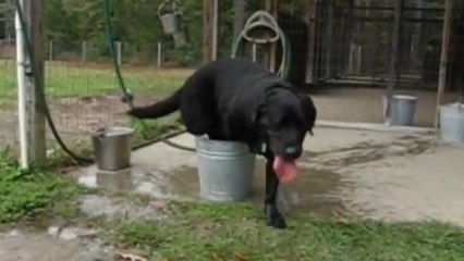 Ce chien tente d'entrer dans un seau d'eau