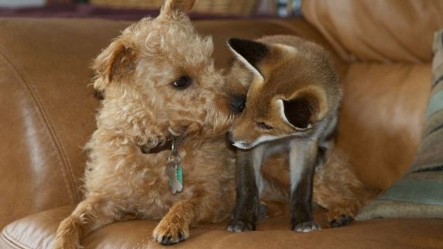 Au Pays de Galles, le dessin animé Rox et Rouky est devenu réalité