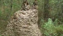 Ce nid géant contenait près d'un million de guêpes !