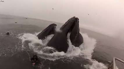 Deux plongeurs manquent de se faire avaler par des baleines