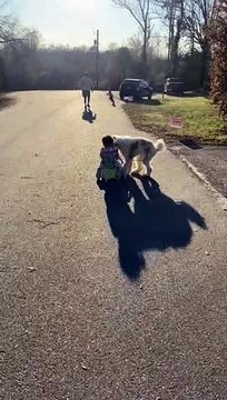 Dog Pulls Girl's Cart Until She Falls Face First
