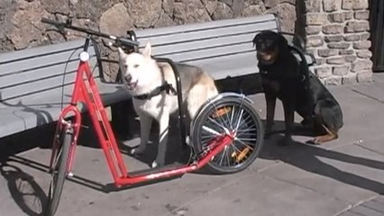 Découvrez la trottinette à propulsion canine, un moyen insolite de faire de l'exercice avec son chien