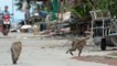 Des petits singes sèment la panique dans un village thaïlandais !