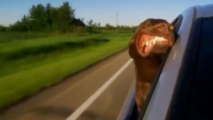 Face au vent, ces chiens font tous une drôle de tête