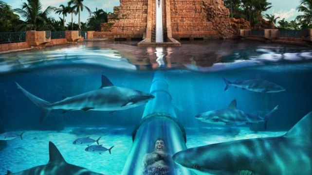 The Leap of Faith : Ce toboggan aquatique vous fait glisser au milieu des requins