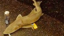 Un petit requin découvert dans une rame du métro de New York