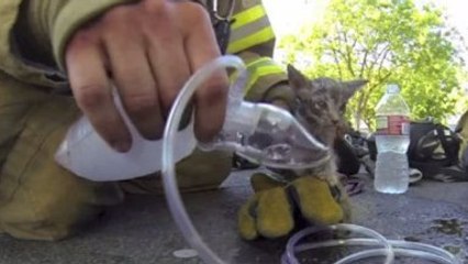 Le pompier Cory Kalanick sauve un chaton et filme sa réanimation