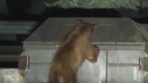 Cette ourse tente de sauver son petit coincé dans une benne à ordures