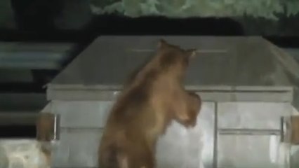 Cette ourse tente de sauver son petit coincé dans une benne à ordures