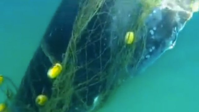 Australie : Prisonnière d’un filet anti-requins, une baleine a été sauvée en pleine mer