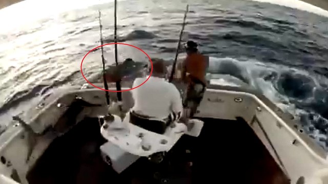 Effrayé par un espadon, il tombe à l'eau durant une partie de pêche en pleine mer
