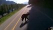 Sécurité routière : La police canadienne diffuse la vidéo d'une moto qui heurte un ours à 140 km/h