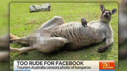 Facebook : Le réseau social choisi de censurer la photo d’un kangourou posant les pattes écartées