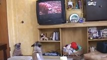 Ce chien est aussi heureux que les chiens du film qu'il regarde