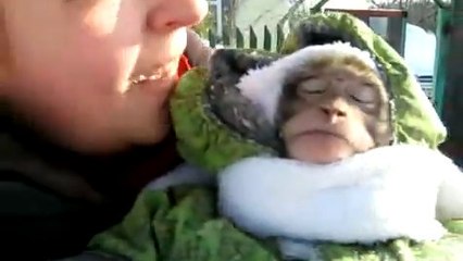 Regardez ce singe jouer dans la neige comme un vrai enfant