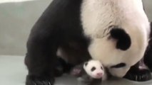 Ce bébé panda découvre sa mère pour la première fois