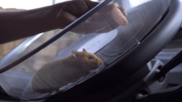 Volvo laisse un hamster conduire un camion FMX de 15 tonnes !