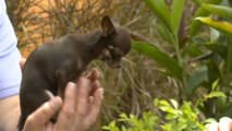 Le plus petit chien du monde s'appelle Miracle Milly !