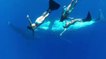 Ces trois sirènes nagent avec des baleines à bosses