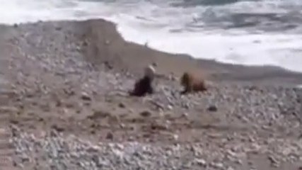 Ce chien devient un héros en empêchant un bébé de rejoindre l'océan