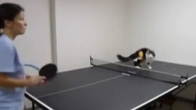 Ces chats jouent au ping-pong comme des pros