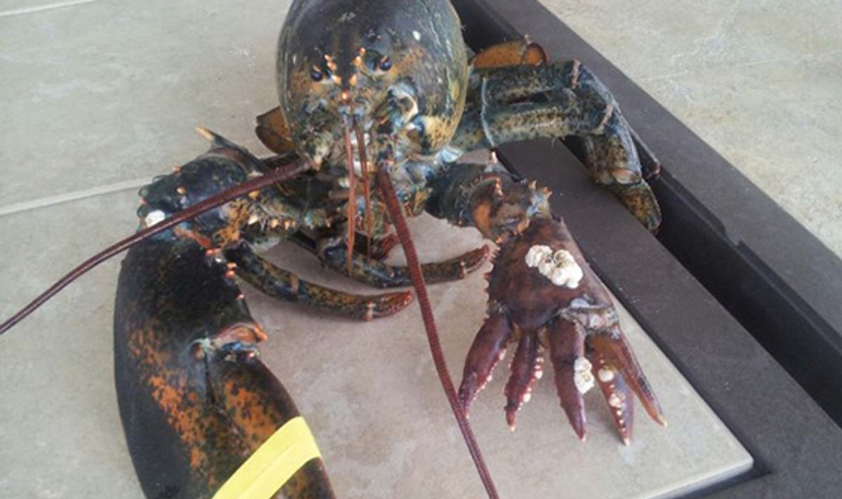 Découvrez Lola, un homard étrange à six pinces