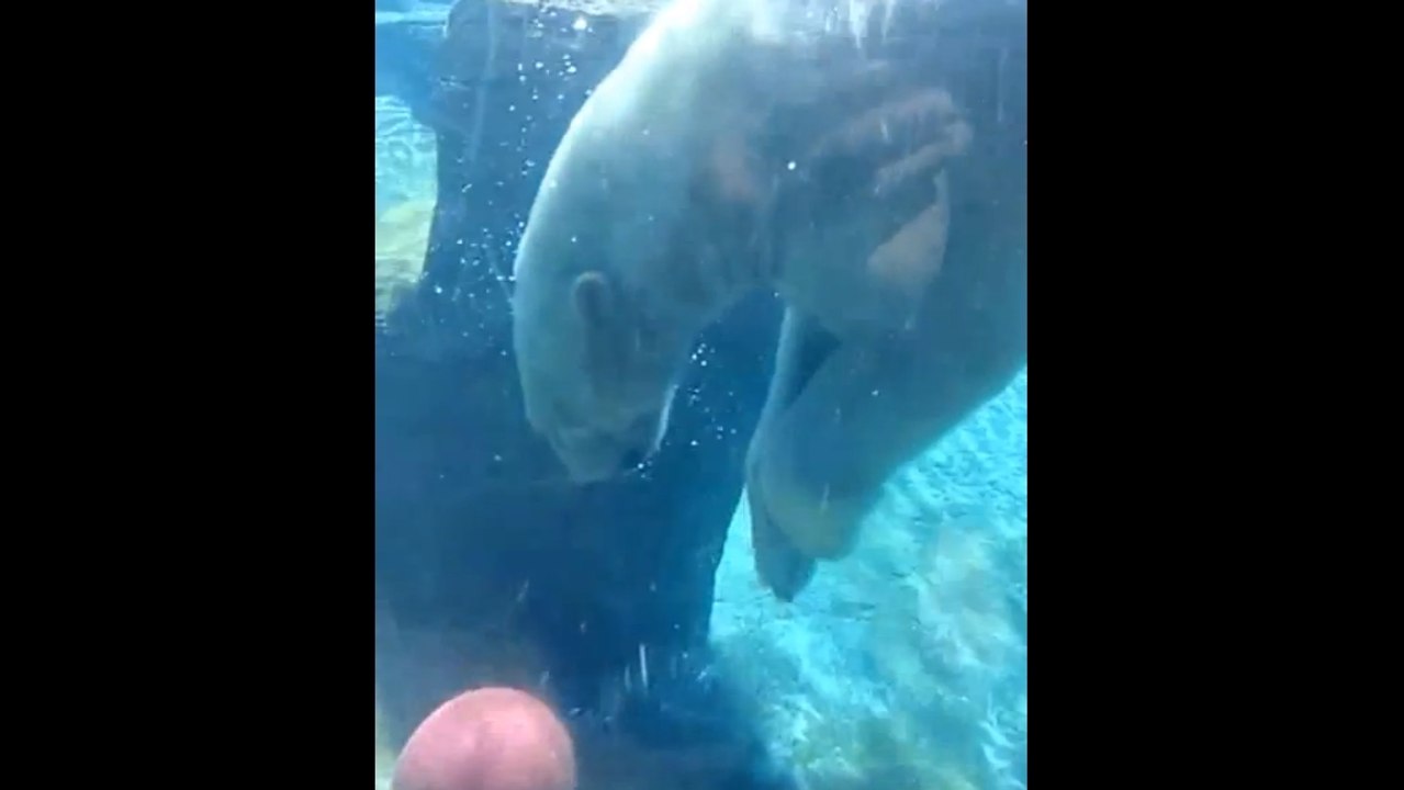 Basket : un ours polaire fait du basket aussi bien que Tony Parker