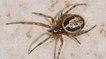 Angleterre : Une espèce d'araignées baptisée ''fausse veuve noire'' sème la terreur près de Londres