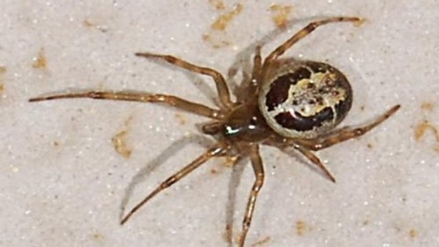 Angleterre : Une espèce d'araignées baptisée ''fausse veuve noire'' sème la terreur près de Londres