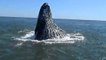 Une baleine à bosse surgit à quelques mètres d'un bateau