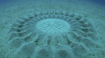 L'existence et la formation des ''Crop Circles'' sous-marins enfin expliquées